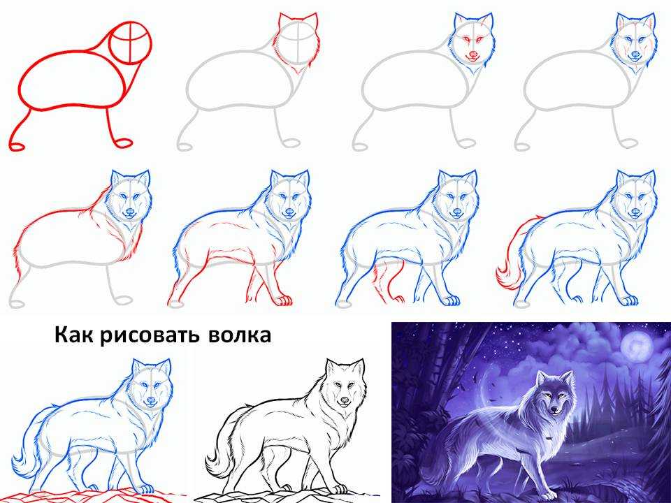 Как нарисовать морду волка карандашом поэтапно. как нарисовать силуэт волка шаг за шагом. - ribodelov.ru