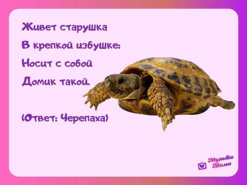 Загадки про черепаху