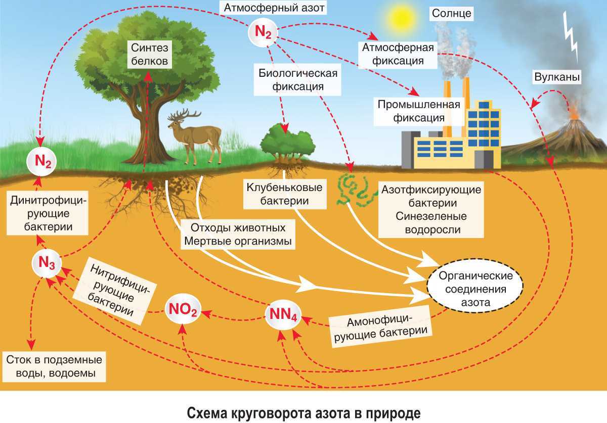 Учение о биосфере - егэ для vip