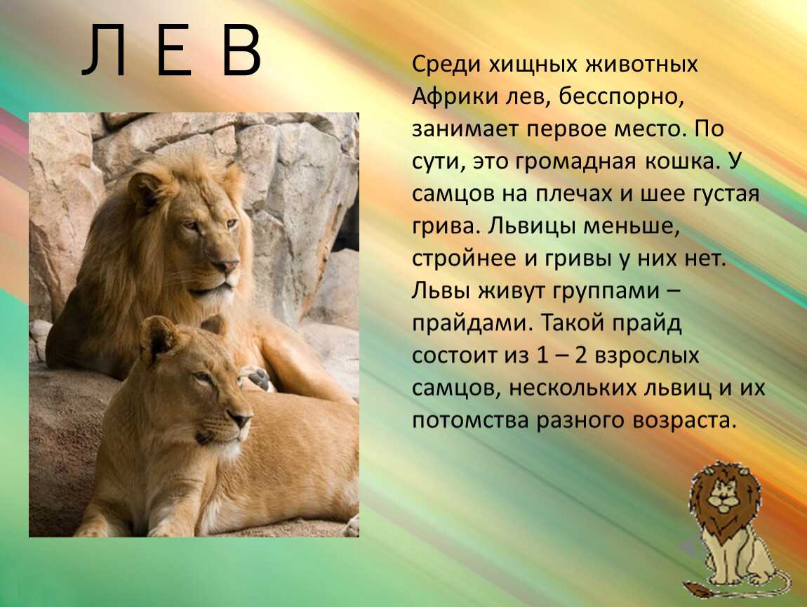 Характеристики диких животных, поведение и многое другое ▷➡️ postposmo | постпост