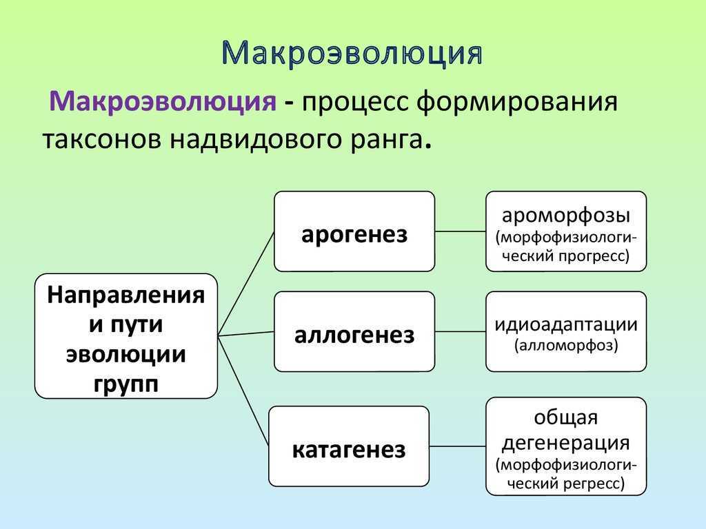Что такое репродукция в биологии?