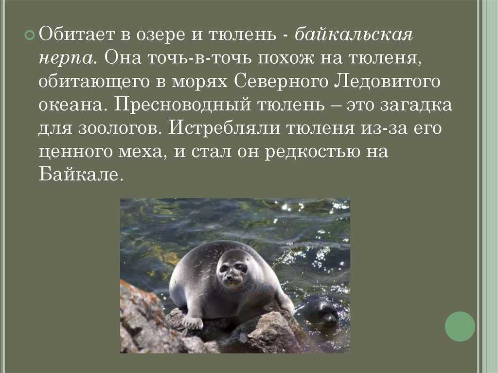 Загадки про животных для детей