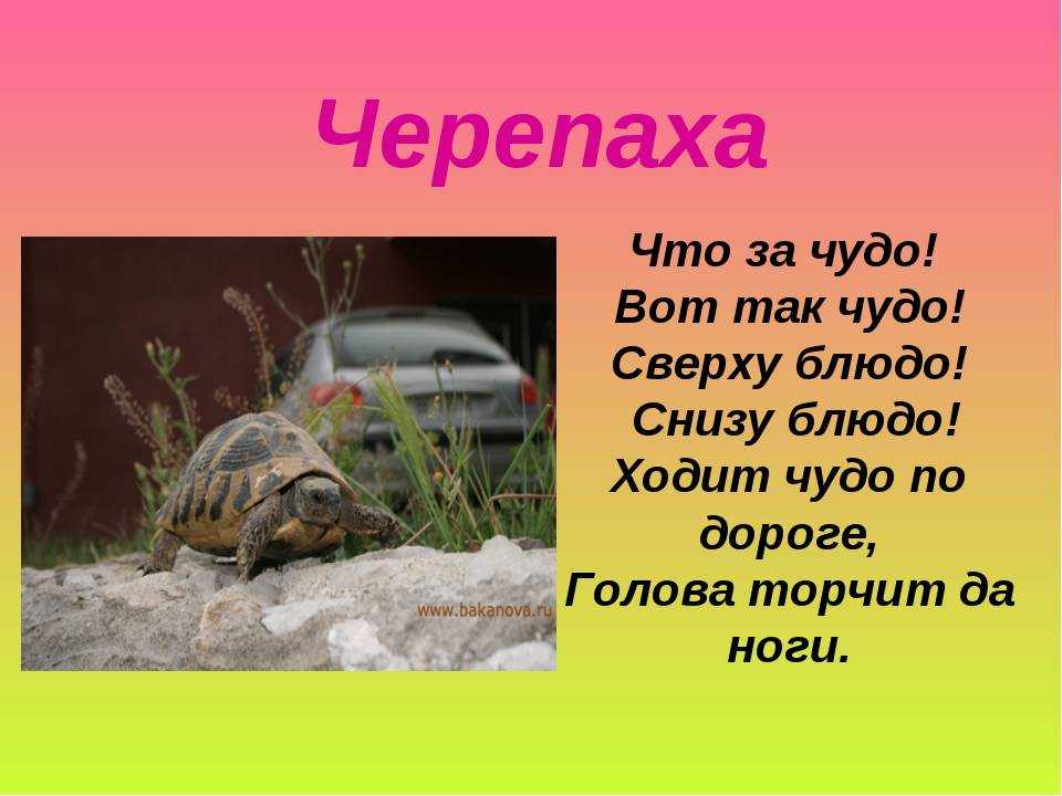 Загадки для детей 5-7 лет с ответами