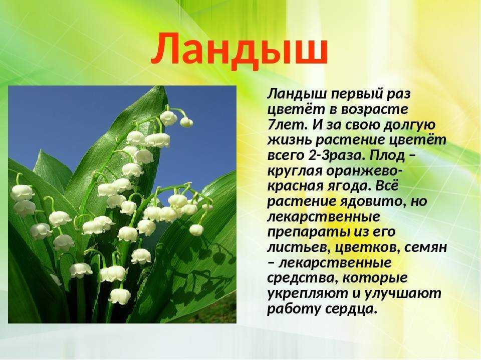 Ядовитые растения и грибы – кратко для сообщения или доклада (3 класс, окружающий мир)