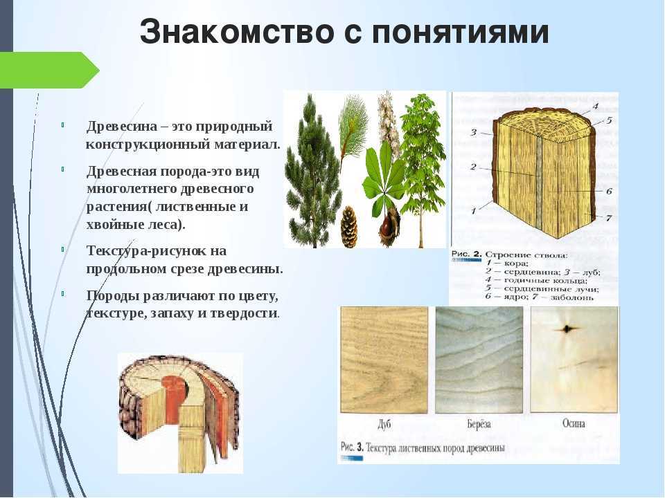 Конспект урока по технологии "древесина. пиломатериалы и древесные материалы" 5 класс | doc4web.ru