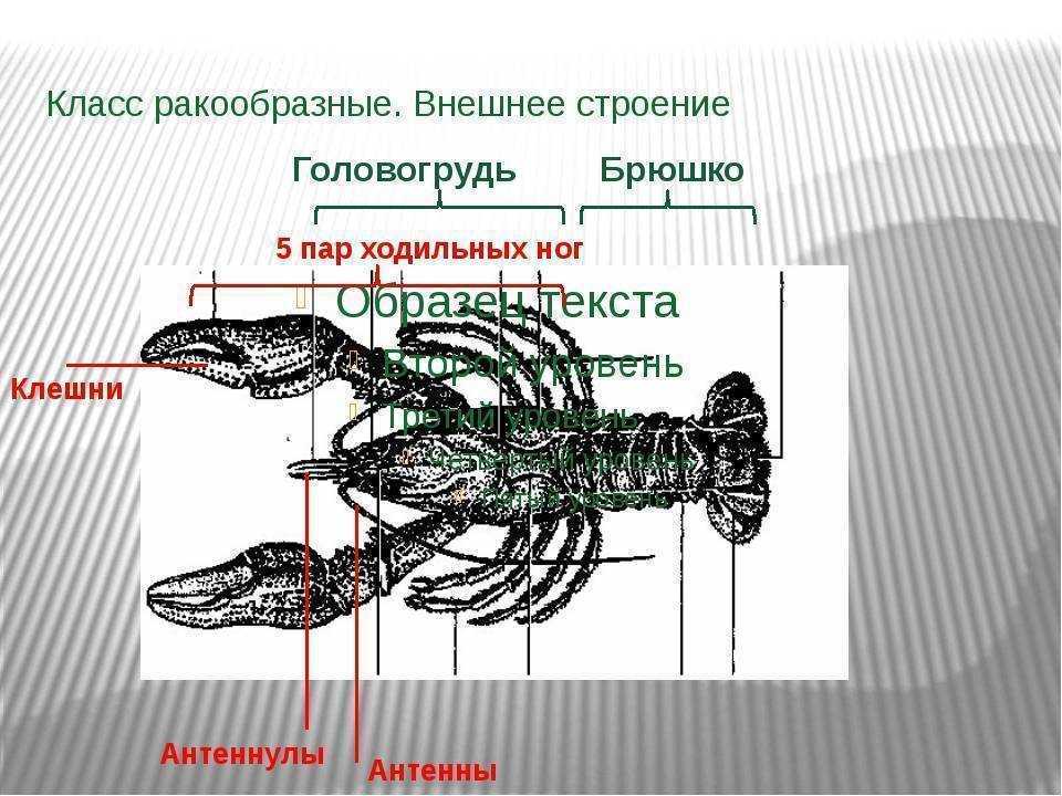 Каково значение ракообразных в природе и жизни человека кратко