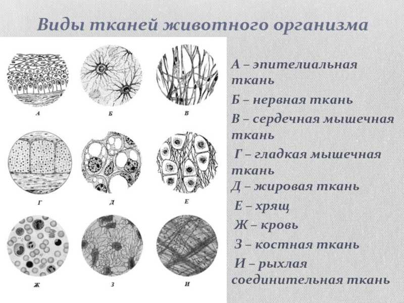 Презентация на тему "ткани животных" по биологии для 8 класса