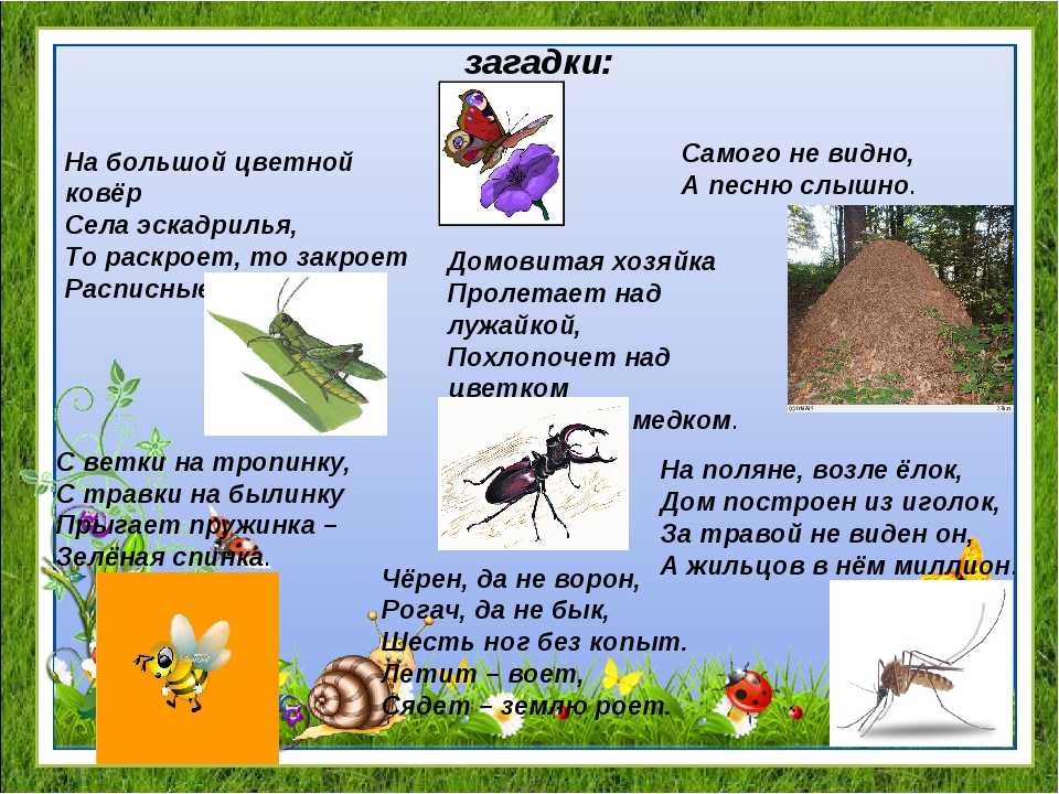 Загадки про насекомых с ответами для детей 6-7-8 лет