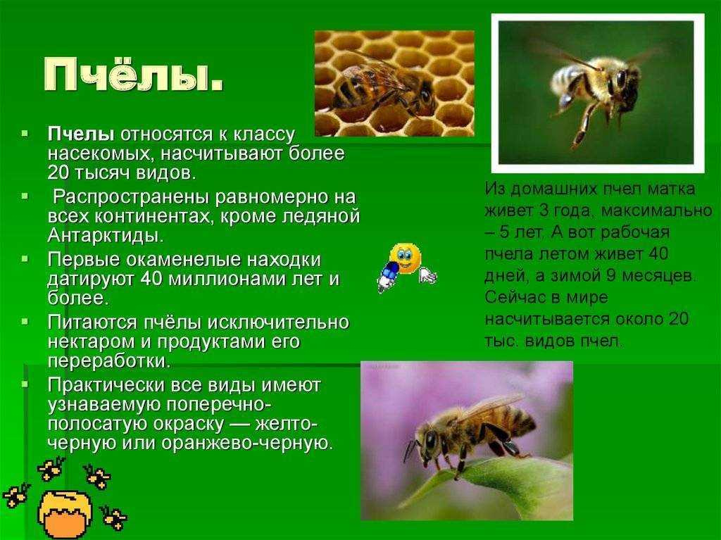 Строение тела осы: голова, лапки, глаза, грудь, крылья