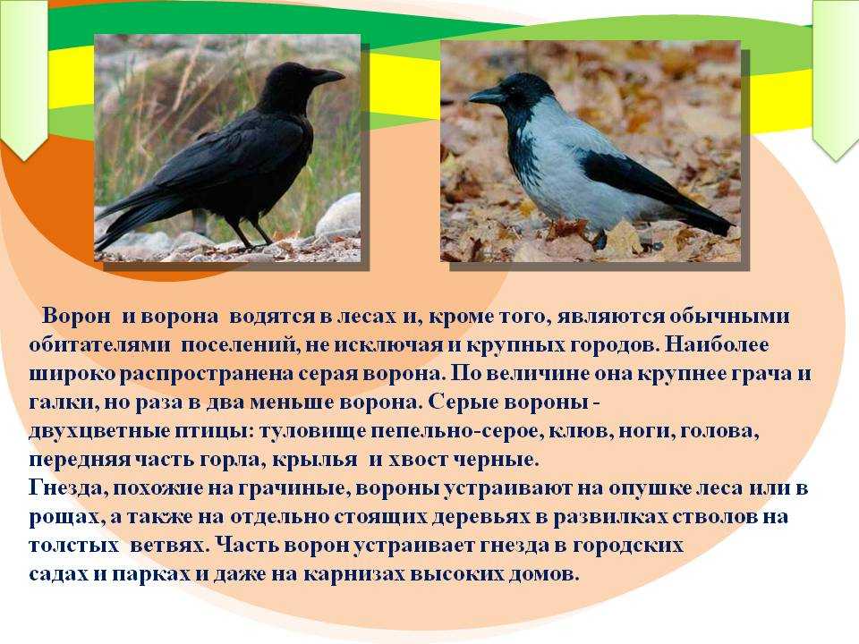Ворон птица. описание и образ жизни ворона