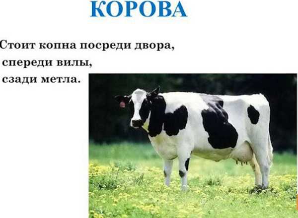 Лучшие загадки для детей 7-8 лет с ответами