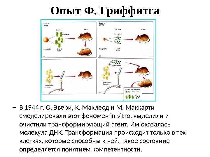 Эксперимент гриффитса - википедия