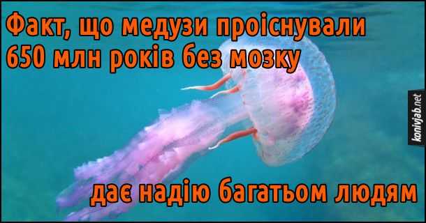Детские загадки про животных