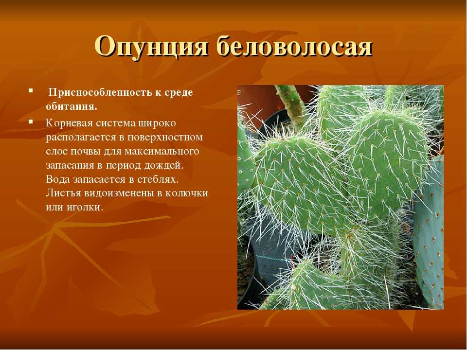 Растение кактус: особенности строения и характеристика
