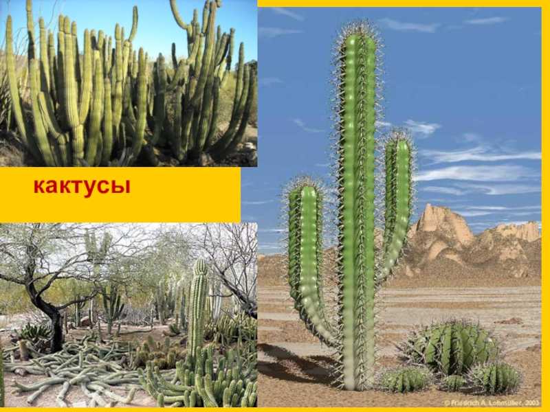 Биологическое значение приспособленности кактуса