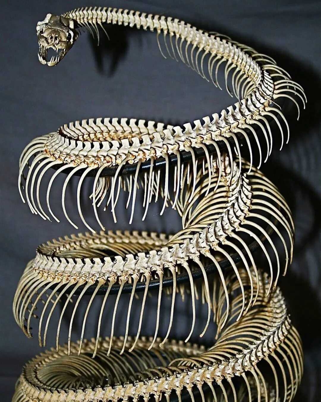 Особенности строения скелета змей