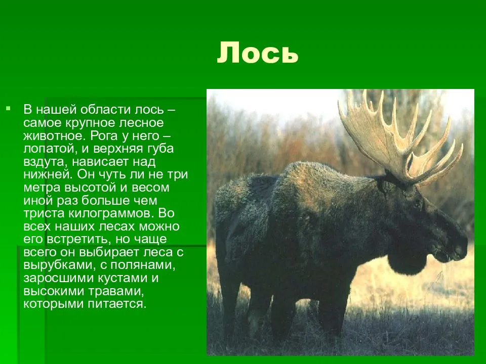 Реферат на тему дикие животные
