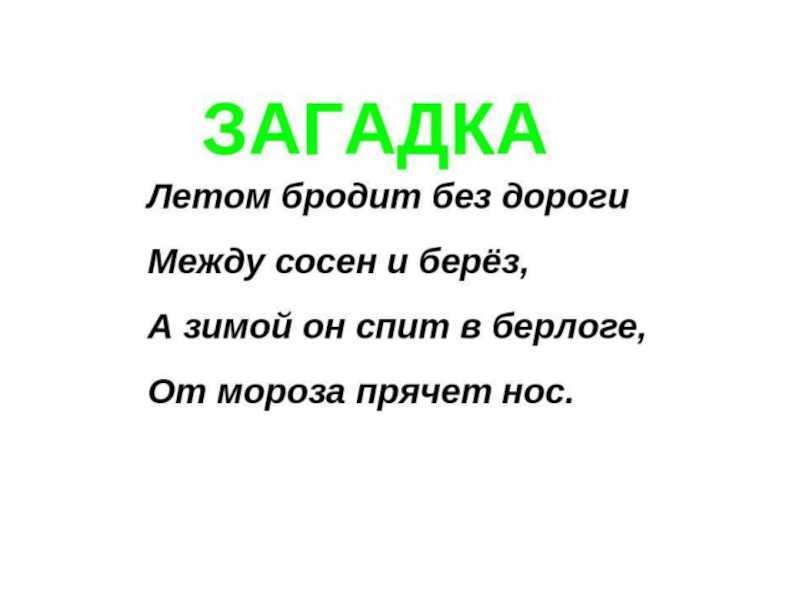 Загадки про медведя