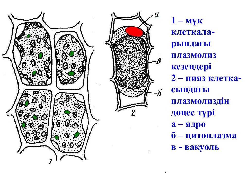 Что такое плазмолиз и деплазмолиз в биологии