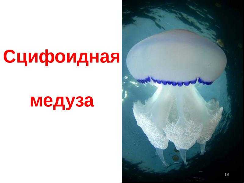 Загадки о домашних животных для детей 6-7 лет с ответами