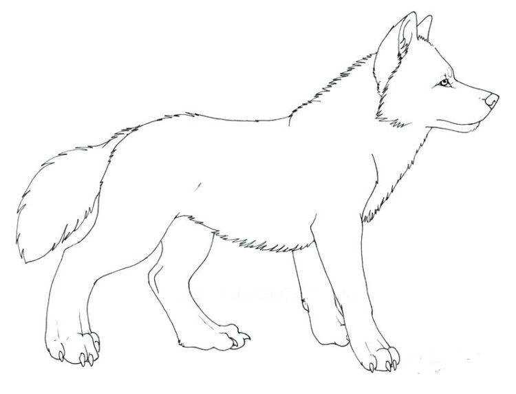 Как нарисовать волка поэтапно карандашом для начинающих (67 фото)