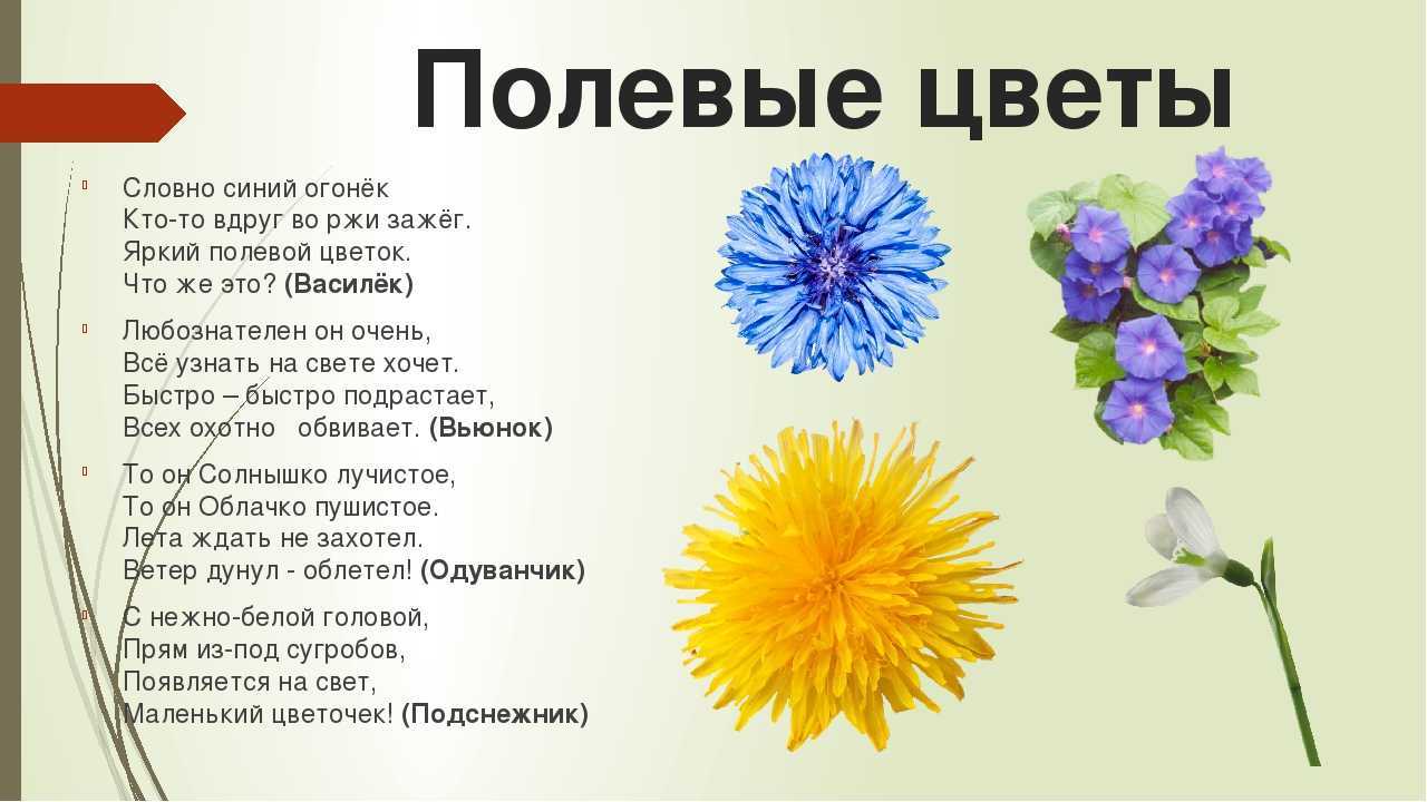 Загадки про цветы