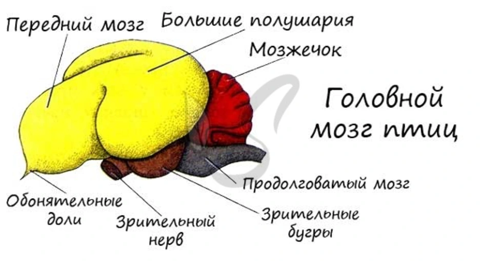 Какие отделы головного мозга птиц хорошо развиты по сравнению с пресмыкающимися. головной мозг птиц и пресмыкающихся: анализ различий
