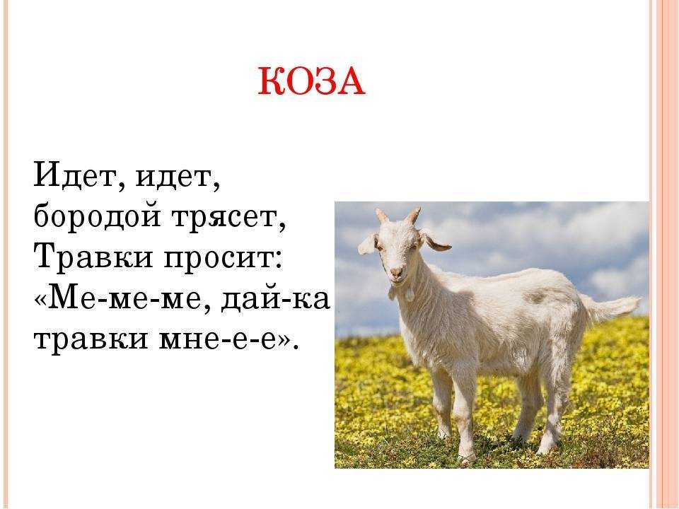 100 загадок про овощи для детей и взрослых с ответами