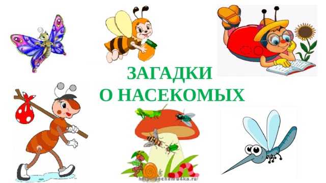 Загадки про насекомых