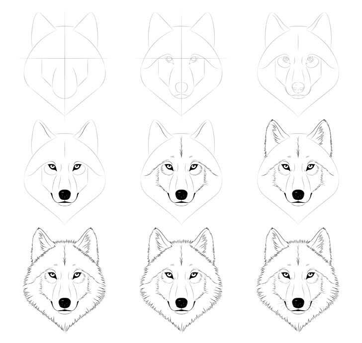 7 шагов: 🐺 как нарисовать волка поэтапно карандашом легко и красиво