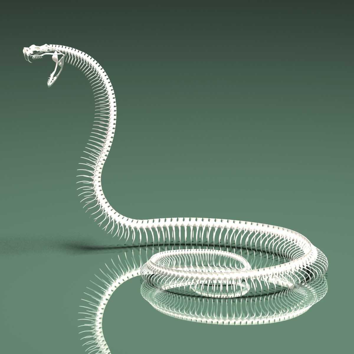 Скелет змеи: строение, как выглядит, фото - самое интересное