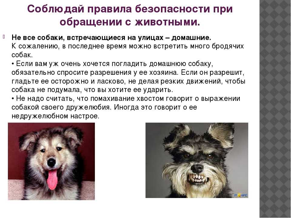 Техника безопасности при работе с животными кратко