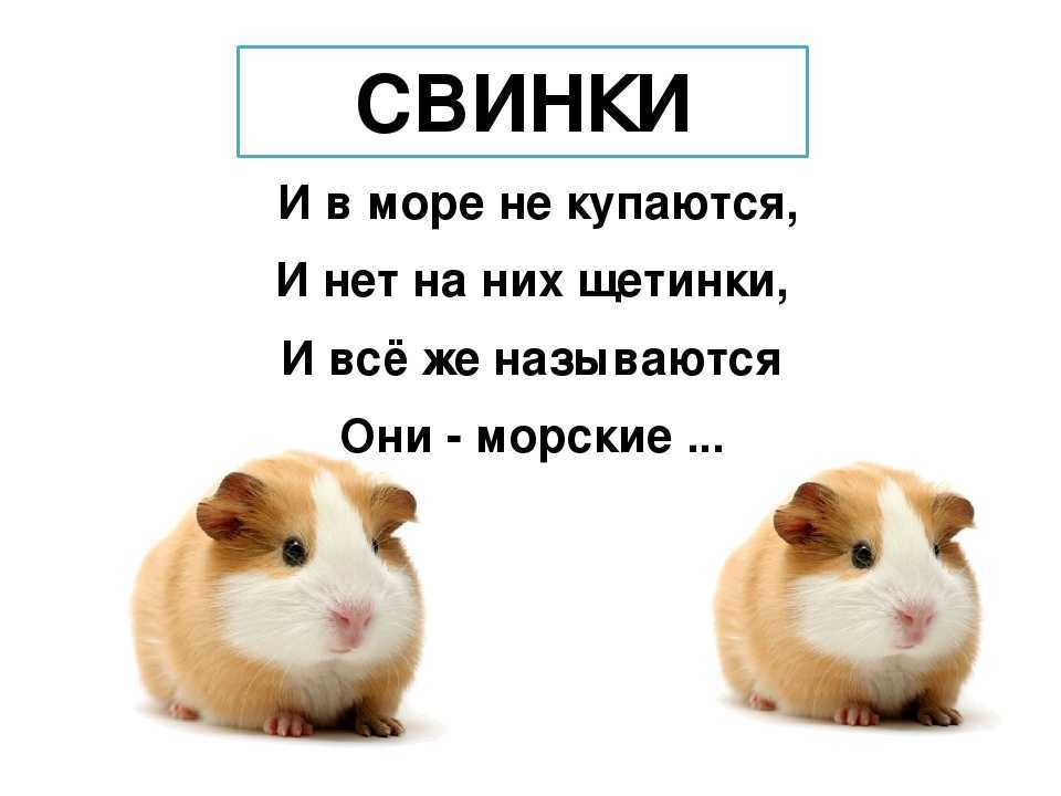 Загадки детям про хомяка