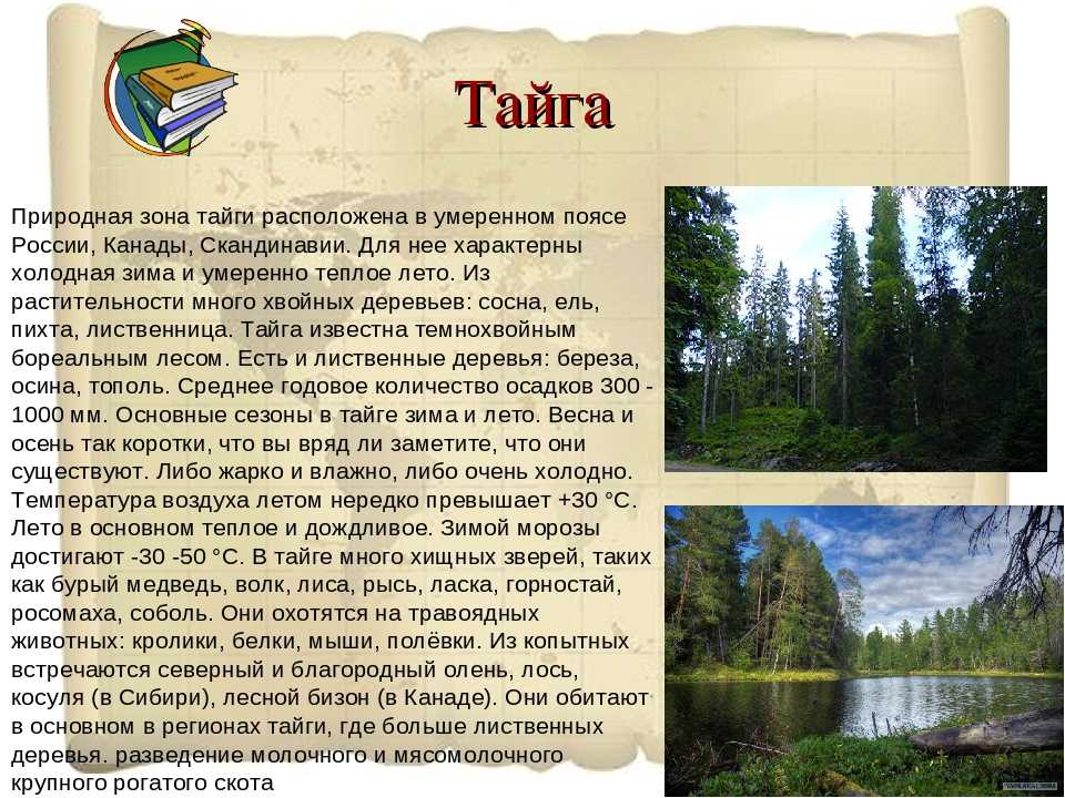Урок 6: природные зоны россии - 100urokov.ru