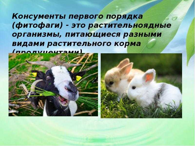 Растительноядные животные список с примерами и названиями