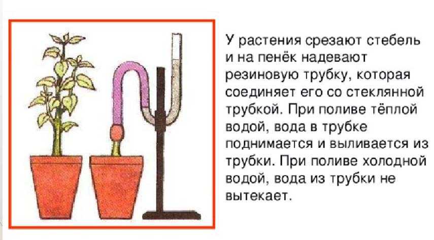 Что такое корневое давление и какова его роль в жизни растений кратко
