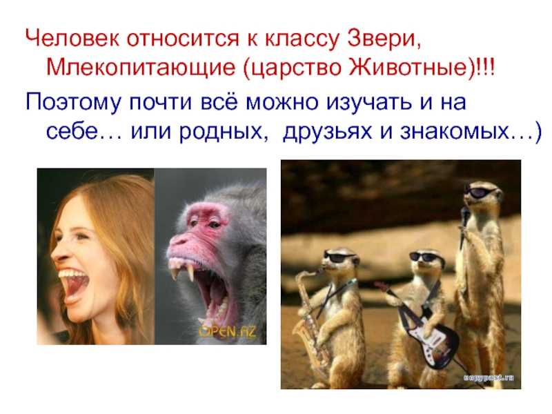 Человек млекопитающее или нет — от земли до неба