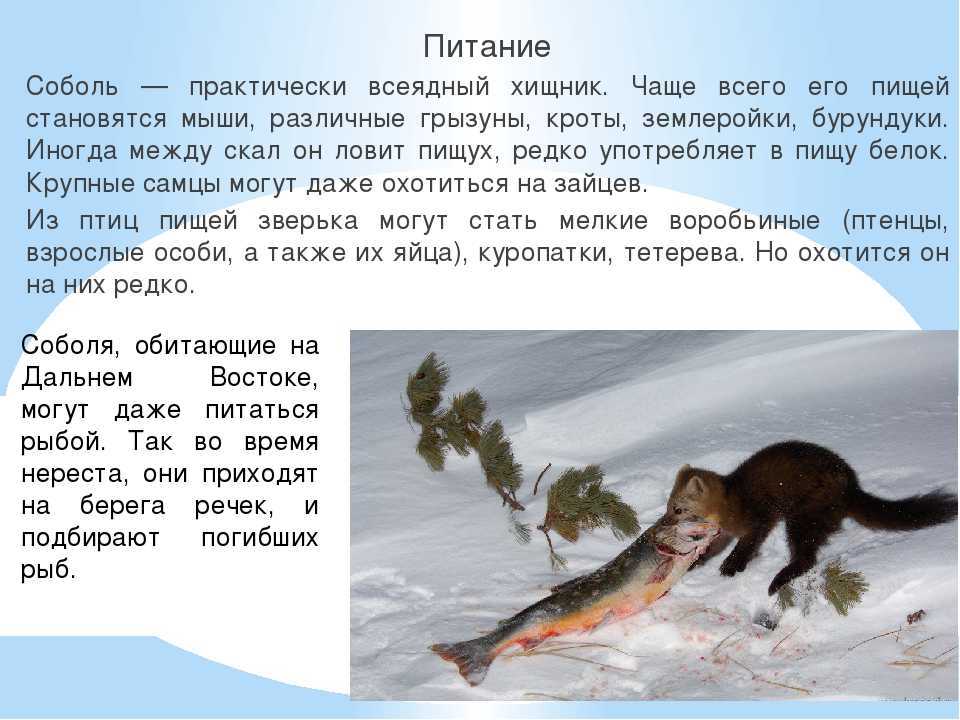 Соболь животное. описание, особенности, виды, образ жизни и среда обитания соболя | живность.ру
