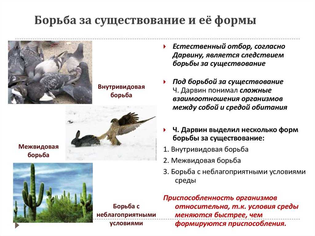 Как взаимосвязаны все виды борьбы за существование и другие причины эволюции? - univerkov - образовательный сайт