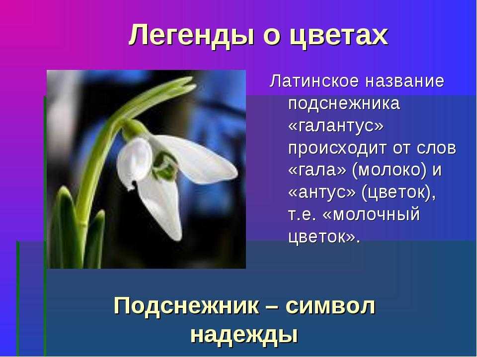 Мифы и легенды о растениях (окружающий мир, 2 класс)