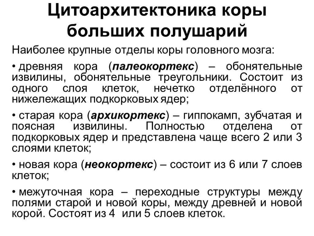 Функции старой и новой коры. кора головного мозга: функции и особенности строения
