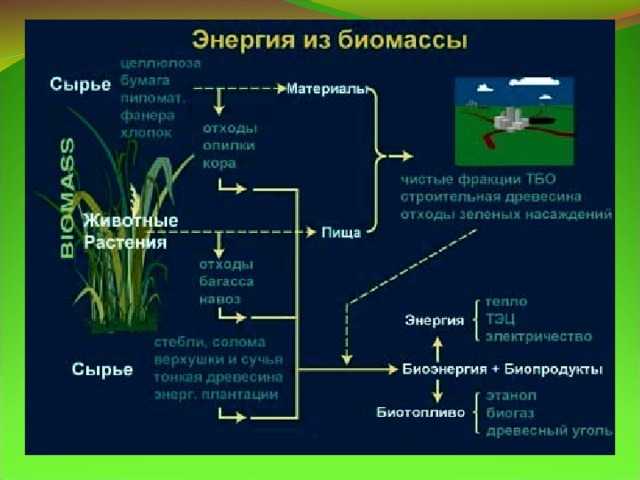Биомасса поверхности суши и океана - биология - я биолог