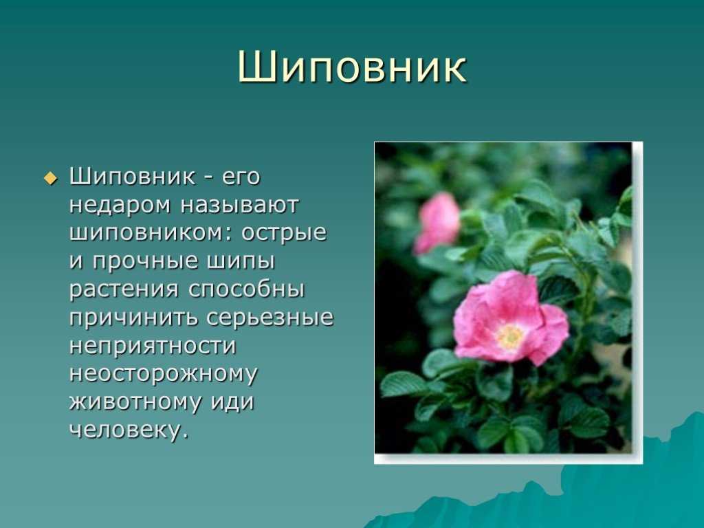 Шиповник | лесомания вики | fandom