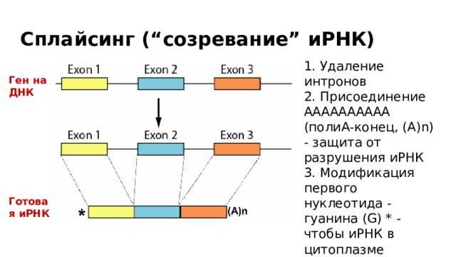 Сплайсинг | cell biology.ru