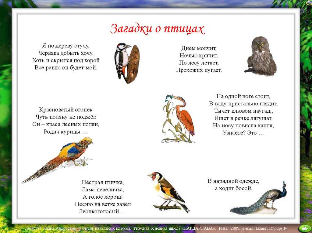 Загадки про птиц для детей 6-7 лет с ответами