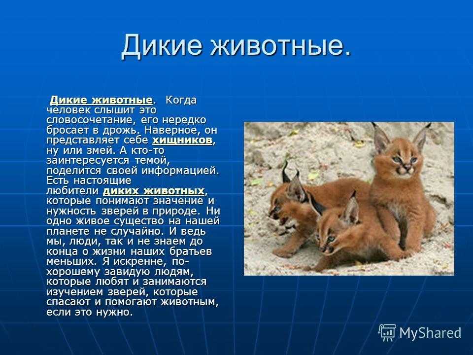Дикие животные (окружающий мир, 2 класс): их взаимосвязь с человеком, фауна климатических зон россии