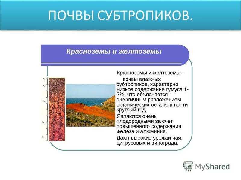 Субтропический пояс: описание климата, особенности природных зон, какие страны входят в субтропики