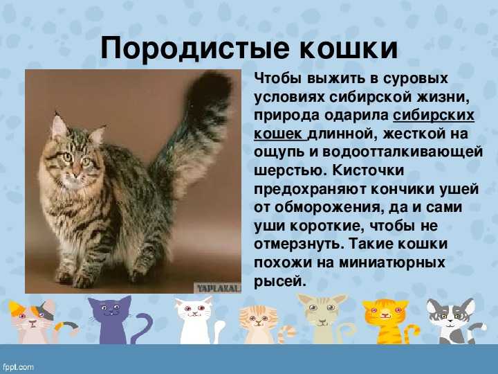 Рассказ про кошку для 1 класса по окружающему миру