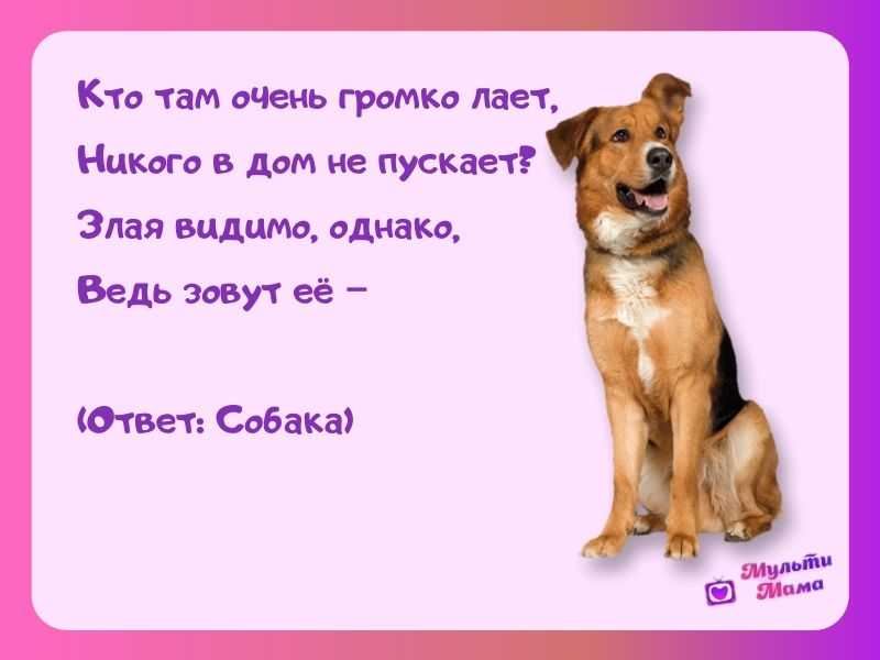 Загадки про собаку с ответами: 125 веселых головоломок для детей про разные породы собак / mama66.ru