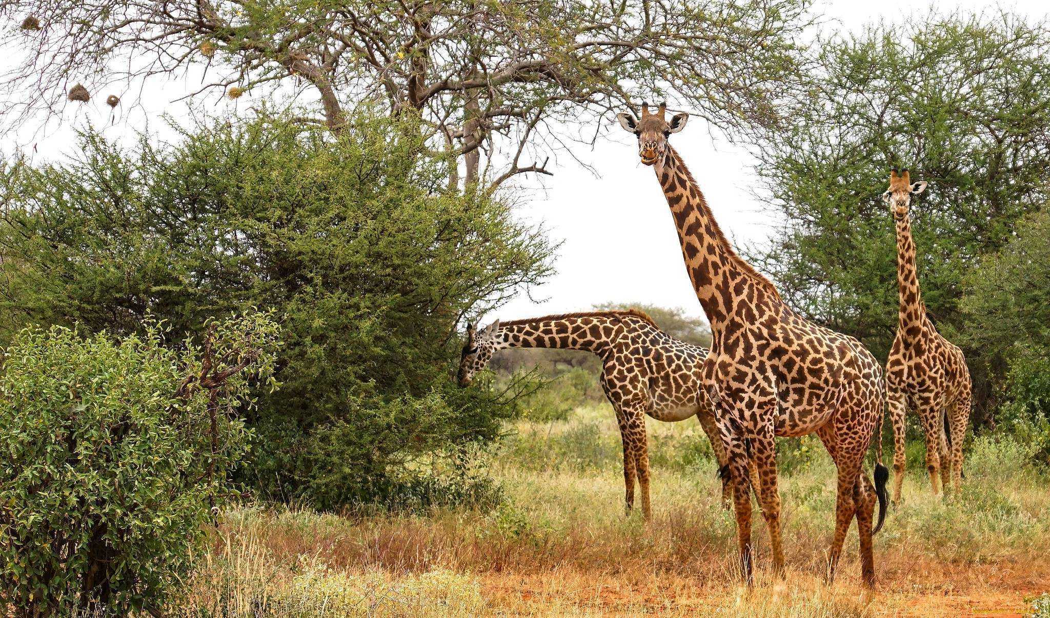 Жираф – описание, виды, где обитает, чем питается, фото